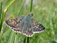 Pyrgus serratulae.jpg