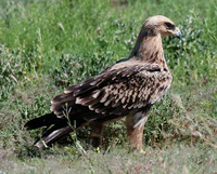 Raubadler Aquila rapax.jpg
