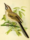 Rhopophilus albosuperciliaris.jpg