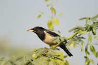 Rosy starling David Raju.jpg
