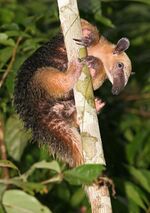 Southern Tamandua.jpg