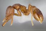 Strumigenys abdera casent0005465 profile 1.jpg