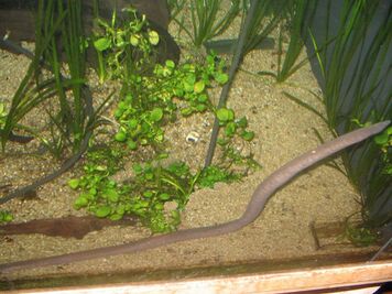 Typhlonectes natans5.jpg