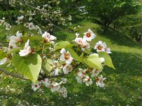 Vernicia fordii8.jpg