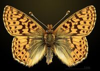 Boloria aquilonaris MHNT CUT 2013 3 22 Foret de Bray Dos.jpg
