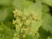 Chenopodium murale (La Fajana) 03 ies.jpg
