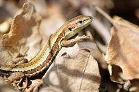 Darevskia (praticola) pontica.jpg