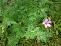 Erodium cicutarium001.JPG