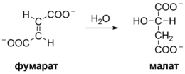 Krebs Cycle Reaction 9 ru.png