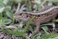 Lacerta agilis female 2013 G2.jpg