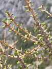 Larix lyallii springfoliage.jpg
