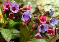 Lungenkraut Pulmonaria 2008-3-7.JPG