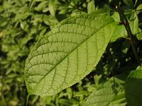 Prunus domestica (14014811180).jpg