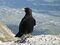 Pyrrhocorax-graculus-0018-a.jpg