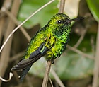 Red-billed Emerald (Chlorostilbon gibsoni).jpg