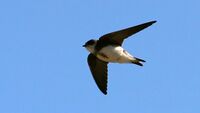 Sand Martin (Riparia riparia) (7).jpg