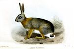 Smit.Lepus crawshayi.jpg