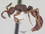 Sphinctomyrmex furcatus casent0173056 profile 1.jpg