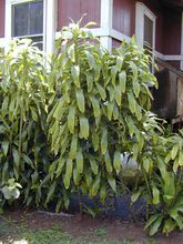 Starr 030418-0135 Dracaena fragrans.jpg
