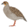 Серый турач