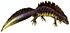 Triturus cristatus (white background).jpg