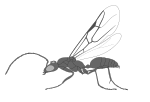Usomyrma mirabilis.svg