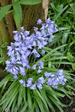 Wild Hyacinthus.jpg