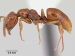 Asphinctopone silvestrii casent0006811 profile 1.jpg
