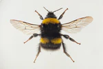 Bombus soroeensis.jpg