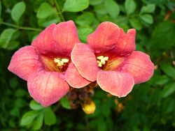 Campsis x tagliabuana HRM1.JPG