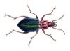Carabus nitens - calwer 03 06 rotate.jpg