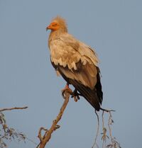Egyptian Vulture 01.jpg