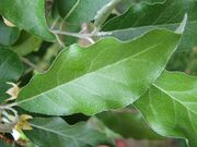 Elaeagnus umbellata4.jpg