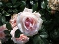 Garden of Roses (Kordes 2007).JPG