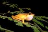 Gephyromantis redimitus.jpg