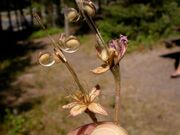 Geranium viscossisimum fruit (3477979269).jpg