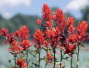 Indian Paintbrush in Grand Teton NP-NPS.jpg