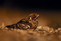 JerdonsNightjar DSC 0351.jpg