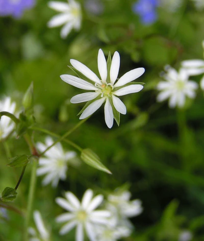 Lesser Stitchwort close 800.jpg