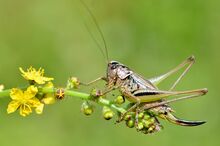 Metrioptera brachyptera female (10914487595).jpg