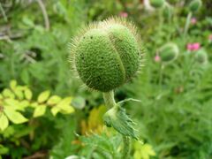 Papaver orientale bud 1.jpg