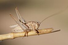 Platycleis tesselata male (5012521208).jpg