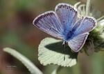Polyommatus erotulus molleti.jpg
