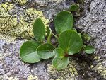 Salix herbacea a2.jpg