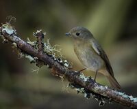 Slaty-blue Flycatcher (Female).jpg