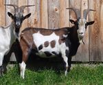 Tauernscheckenbock 02 (cropped).JPG