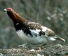 WillowPtarmigan23.jpg