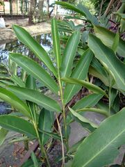 Alpinia purpurata (5).JPG