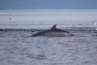 Balaenoptera acutorostrata Saint-Laurent 06.jpg