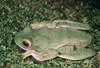 Boophis albilabris01.jpg